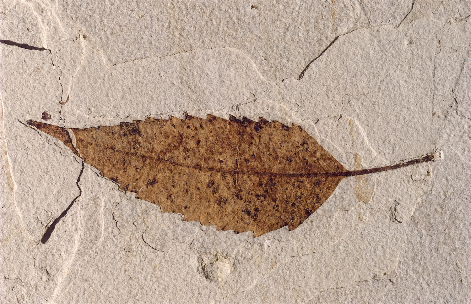Ein fossiles Blatt aus den Ablagerungen des Fossil Lake im heutigen Wyoming. Anhand fossiler Blätter lässt sich rekonstruieren, unter welchen Lichtverhältnissen Pflanzen einst wuchsen – und damit, wie dicht das Kronendach vergangener Wälder war. (Bild National Park Service (NPS), Fossil Butte National Monument, Wyoming, „Leaf“, NPS Photo; Public Domain.)