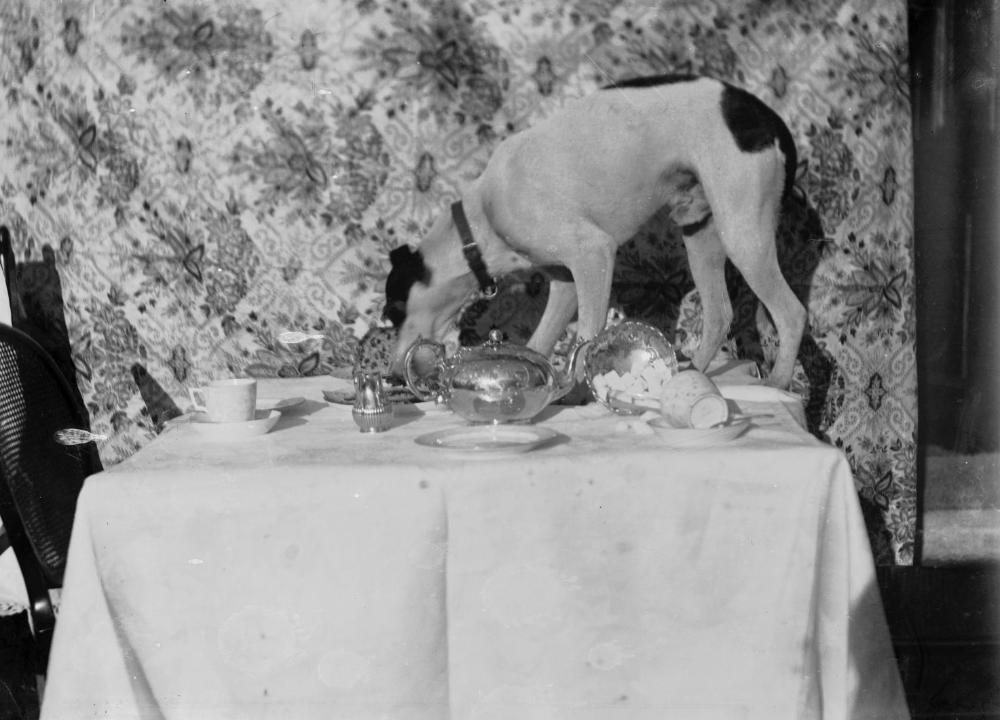 Am Tisch: In der «Blume» sind Hunde erlaubt. Nero, der Hund des Hundezüchters Hungerbühler, verschwindet an diesem Abend nach einem kurzen Abstecher in die Küche. (Foto: Percy Benzie Abery, Dog on a table set for tea (1293698), National Library of Wales / Wikimedia Commons, CC0 1.0.)